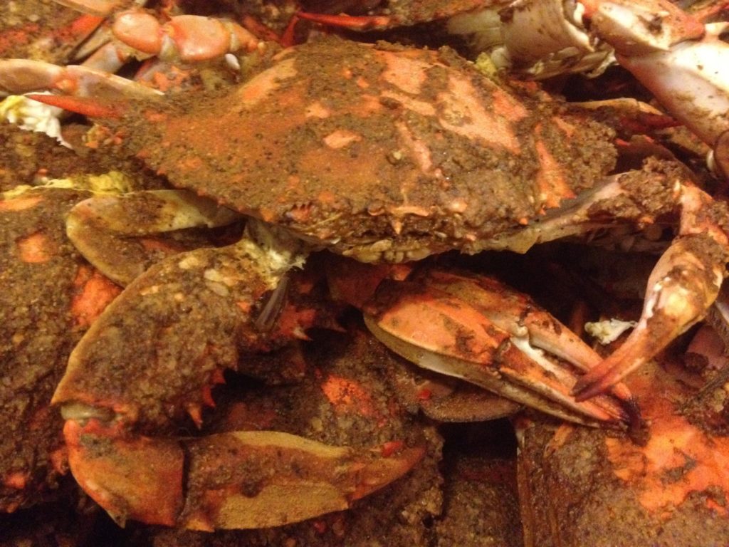 Maryland Steamed Crabs - Conrad's Crabs